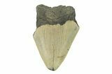 Bargain, Fossil Megalodon Tooth - Serrated Blade #272826-1